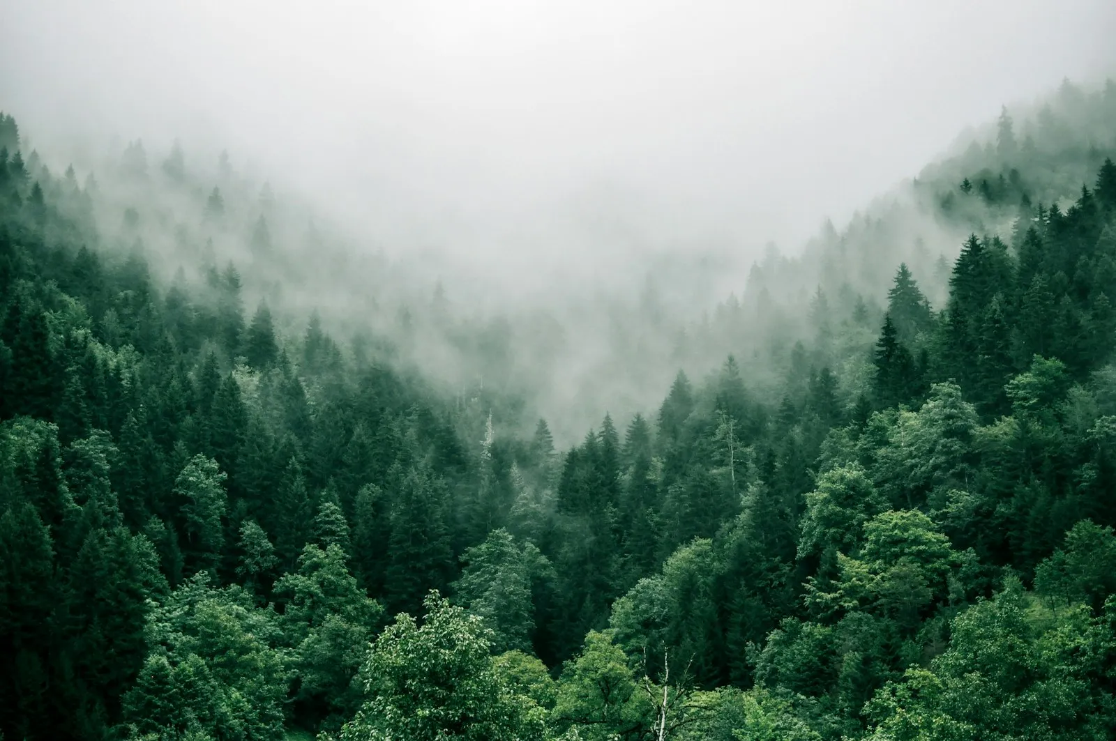 Forest canopy view — tree service companies need specialized insurance for aerial work and canopy maintenance